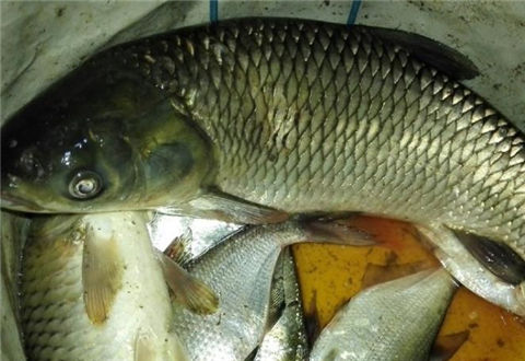 包食釣法：一種釣鯽魚的科學手段