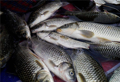 冬季野釣鯽魚用餌思路