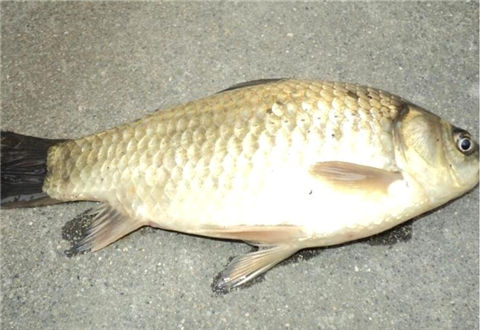 一款珍藏多年的鯽魚窩料配方