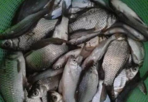 冬季釣鯽魚這樣打窩效果很給力