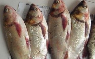 自制拋竿釣鰱鳙餌料配方（平原地帶用）
