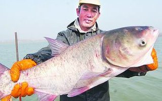 夏天釣鰱鳙的四款餌料和垂釣技巧
