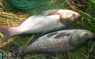 化氏秘籍之手竿釣鰱鳙技巧與餌料配方