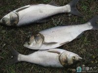 高手分享自制釣鰱鳙的經典餌料秘方