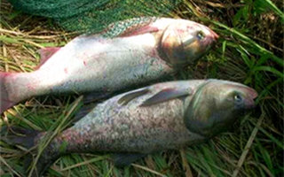 二十四款釣鰱鳙商品餌料介紹