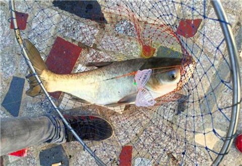釣鰱鳙的4款餌料配方，直擊鰱鳙攝食偏好