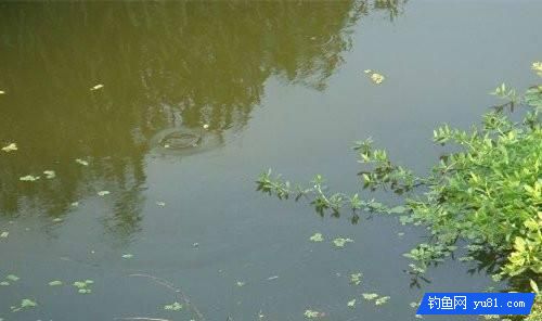 鯉魚的藏身之處!釣魚新手你得看看