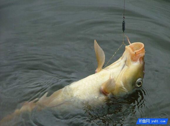 鯉魚的藏身之處!釣魚新手你得看看