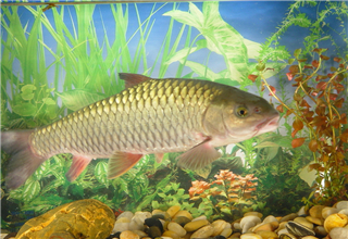 釣鯉魚、草魚及鰱鳙的打窩料使用技巧