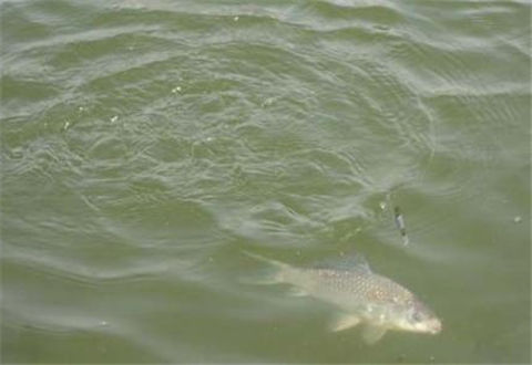冬釣鯽魚鯉魚的三款酒米配方