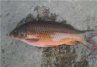 秋季釣鯉魚的餌料選擇及用餌技巧