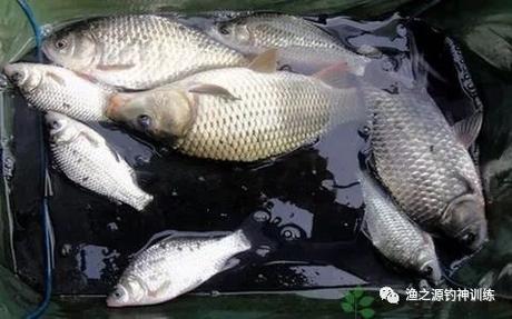 夏季釣鯉魚，釣深還是釣淺有3個原則