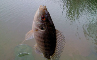 老釣友四季釣羅非魚經驗總結