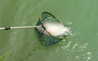 夏釣羅非魚的選位用餌及垂釣要點