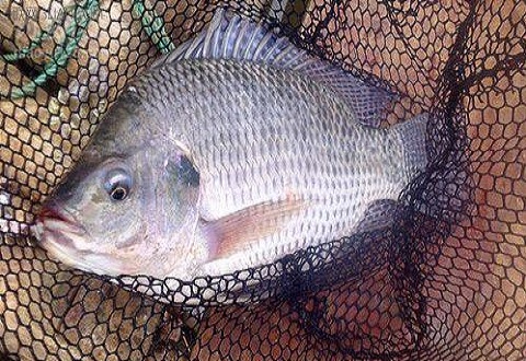 釣羅非魚必備的釣竿、釣組、餌料、浮漂的配置方法