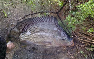 夏天釣羅非魚的選時選位技巧及釣法要點