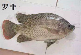 從餌料、釣法、時間3個方面談談釣羅非魚方法