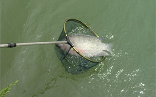 野釣羅非魚的釣位選擇和習性分析