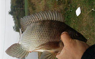 夏釣羅非魚的釣具配置及選位用餌技巧