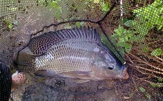 高手分享夏釣鯪鳊羅非魚的用餌經驗