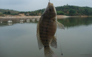 夏末釣羅非魚的用餌選位技巧及釣法