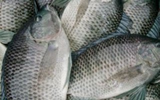釣羅非的魚餌與浮漂動作的分辨技巧