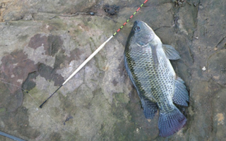夏釣羅非魚的選位用餌技巧及習性分析