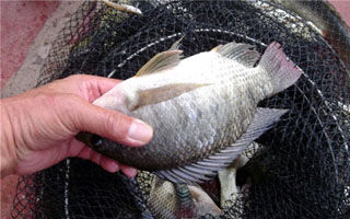 冬釣羅非魚的餌料與用餌體會