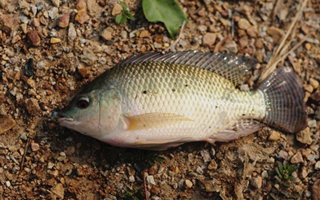 夏釣羅非的選位用餌技巧及釣具配置