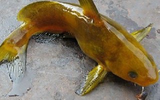 野釣嘎魚和鯰魚必殺計，高手分享