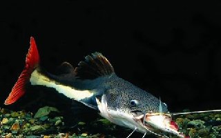 葷餌釣鯰魚的子線搭配技巧全解析
