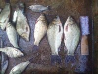 沙河野釣大鯽魚大鯰魚大黃顙魚[達成日記]
