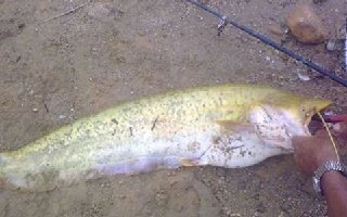 雞肝釣鯰魚的打窩以及施釣技巧
