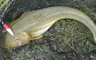 夏季垂釣養殖鯰魚的技巧解析