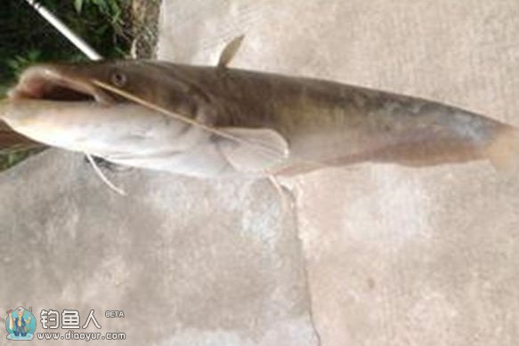 分享野釣鯰魚的六點技巧心得