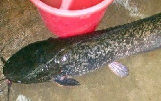 活餌釣大鯰魚的釣點選擇與釣魚技巧