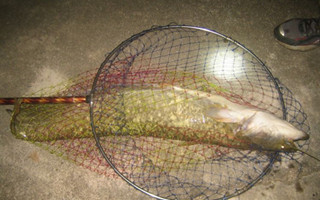 拋竿夜釣鯰魚的實戰技巧分析和注意事項