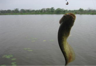 釣鯰魚不空軍的5個方法