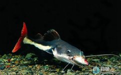 野河垂釣鯰魚的釣點與時機選擇技巧
