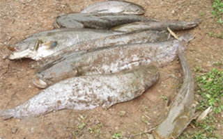 釣友分享鯰魚的打窩技巧匯總