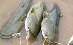 鯰魚的生活習性以及釣法解析