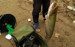 爆炸鉤掛白條巧釣鯰魚技巧