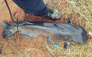 垂釣鯰魚的選時、釣具、擇餌技巧