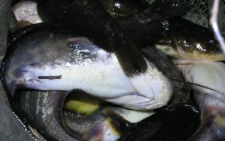 夏秋時節夜釣鯰魚的技巧全解析