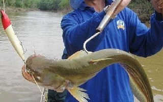 野釣鯰魚常用的五種好的垂釣方法