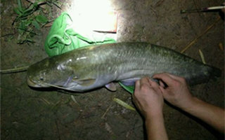 盛夏夜釣鯰魚的餌料選擇和裝鉤技巧