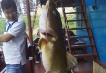 釣魚高手解析如何在漢江釣江黃顙魚和江鯰魚