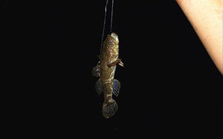 夏季夜釣鯰魚的三個技巧