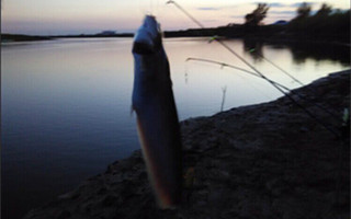 初秋夜釣鯰魚的選位用餌技巧及釣法