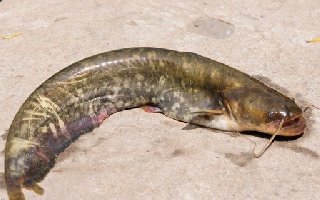 釣鯰魚用什么餌料以及釣鯰魚的技巧